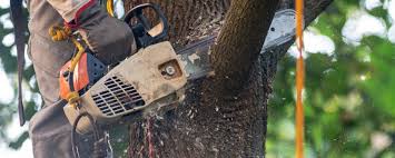 Best Lawn Maintenance Plans  in Brightwood, VA