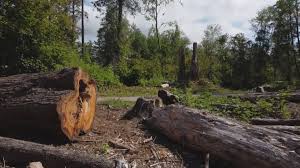 Best Firewood Processing and Delivery  in Brightwood, VA
