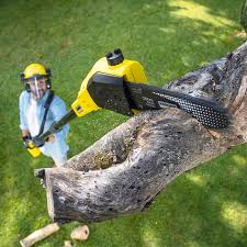 Best Tree Fertilization  in Brightwood, VA