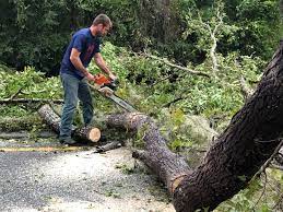 How Our Tree Care Process Works  in  Brightwood, VA