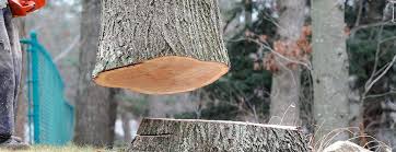 Best Tree and Shrub Care  in Brightwood, VA