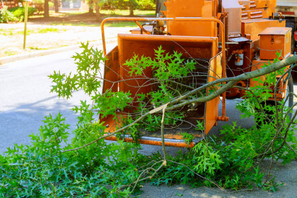 Reliable Brightwood, VA Tree Services Solutions