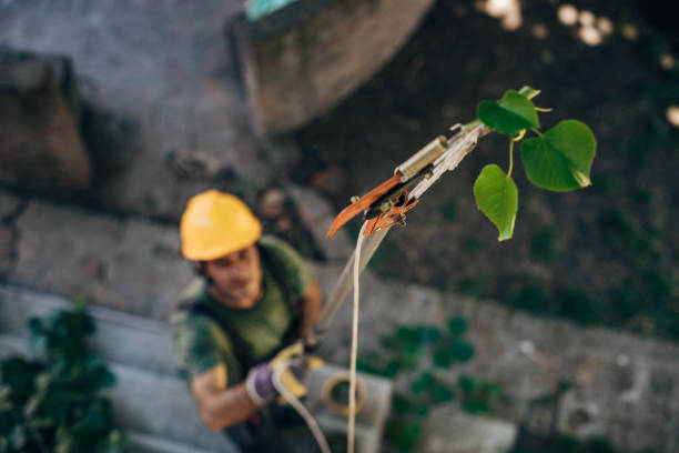 How Our Tree Care Process Works  in  Brightwood, VA