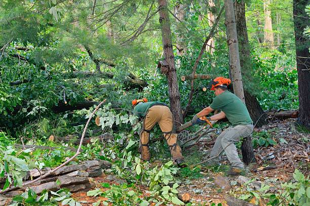 Best Tree Preservation Services  in Brightwood, VA