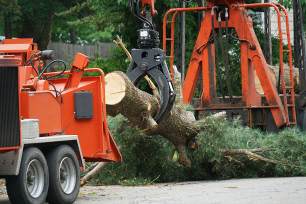 Best Tree Health Inspection  in Brightwood, VA