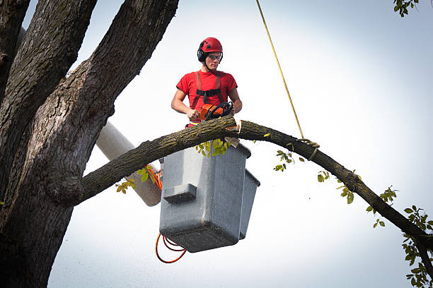 Best Storm Damage Tree Cleanup  in Brightwood, VA