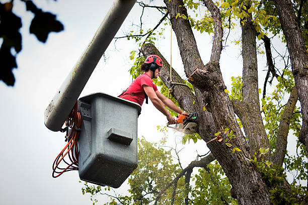 Best Tree Trimming and Pruning  in Brightwood, VA