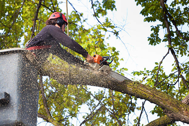 Best Utility Line Clearance  in Brightwood, VA