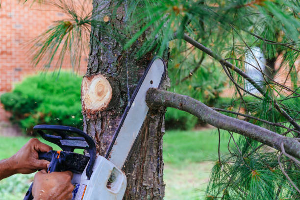 Best Tree Risk Assessment  in Brightwood, VA